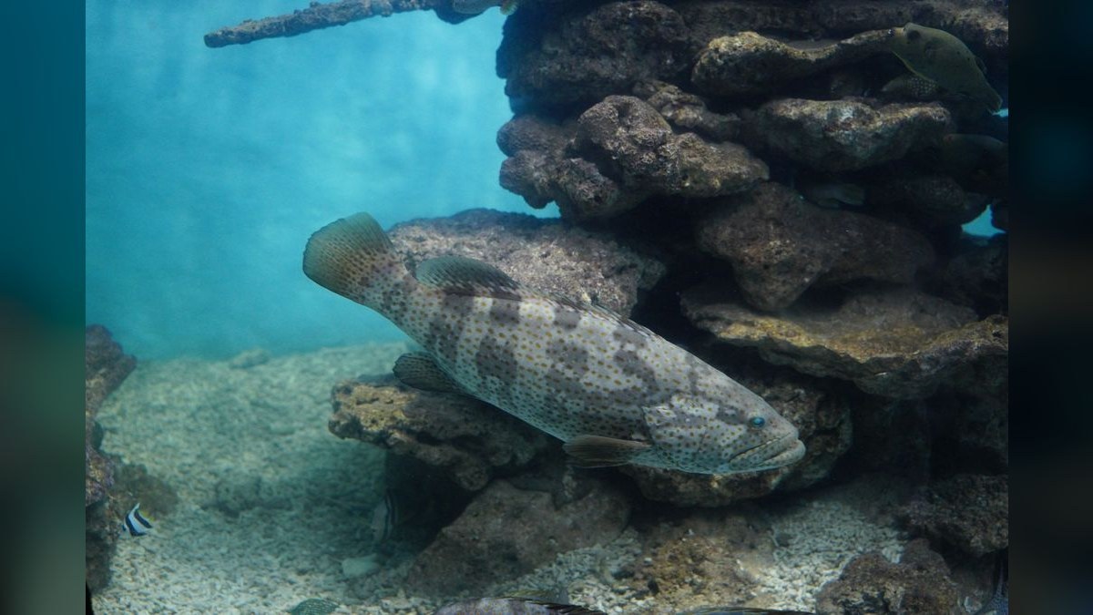 Top 10 Aquarium Stands for Heavy Tanks (Weight Capacity) in 2027