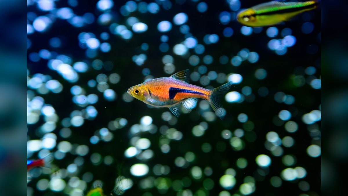 Top 10 Nano Fish for 10-Gallon Tanks — figure 1
