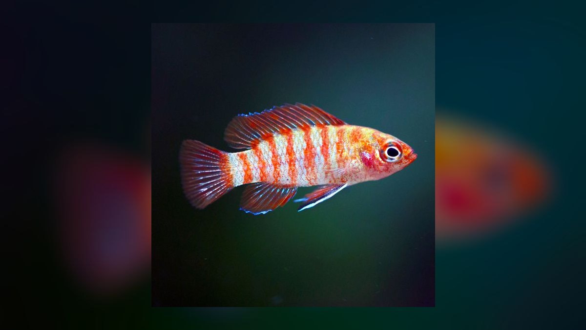 Top 10 Nano Fish for 10-Gallon Tanks in 2027 — figure 10