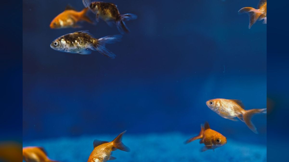 Top 10 Nano Fish for 10-Gallon Tanks — figure 6
