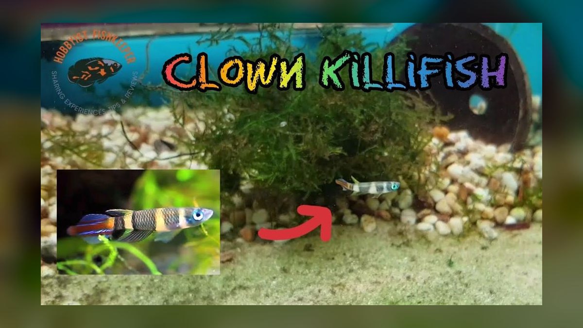 Top 10 Nano Fish for 10-Gallon Tanks in 2027 — figure 7
