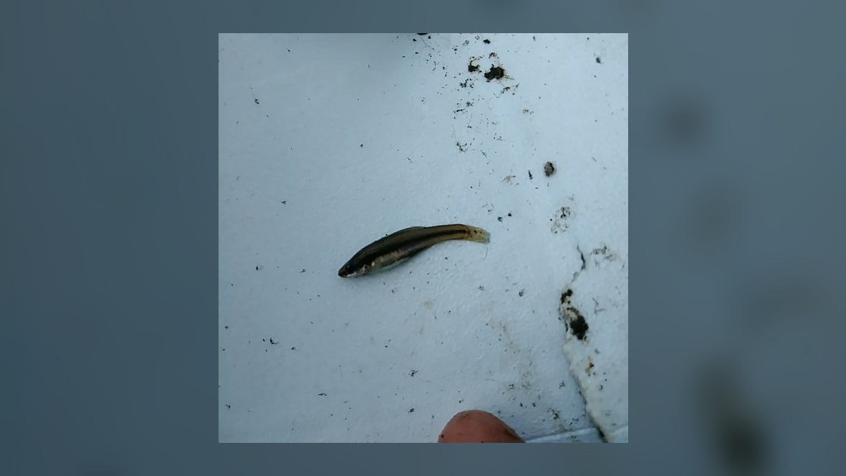 Top 10 Nano Fish for 10-Gallon Tanks in 2027 — figure 8