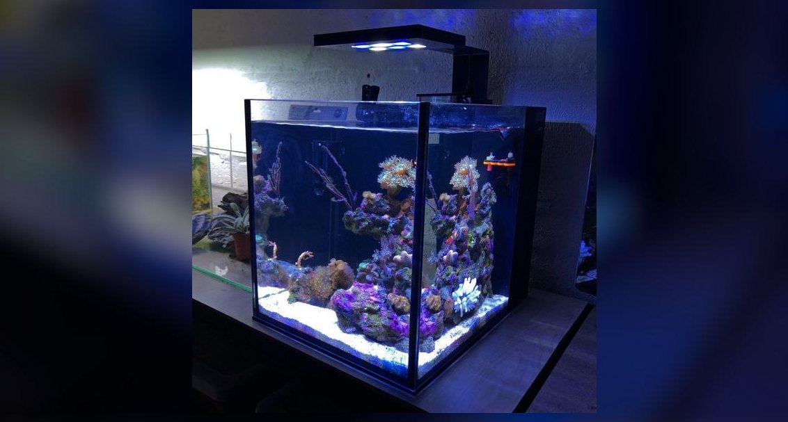 Top 10 Nano Fish for 10-Gallon Tanks in 2027