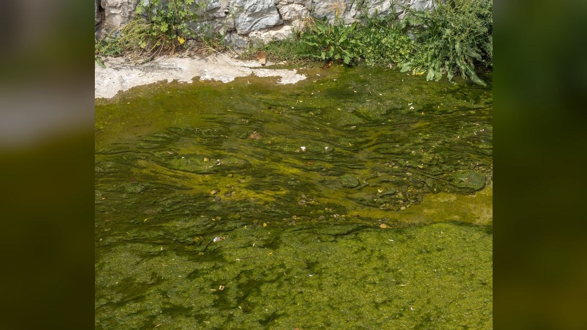 Top 10 Algae Scrubber Systems for Nutrient Control — figure 1