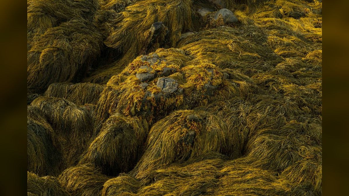 Top 10 Algae Scrubber Systems for Nutrient Control — figure 2