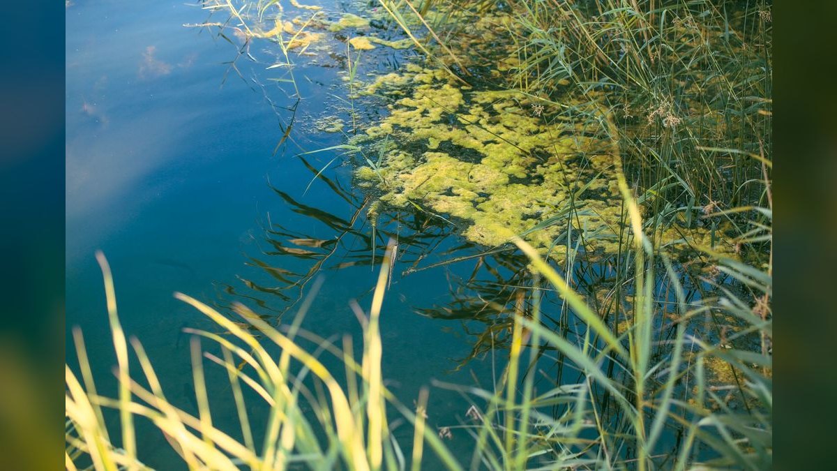 Top 10 Algae Scrubber Systems for Nutrient Control — figure 3