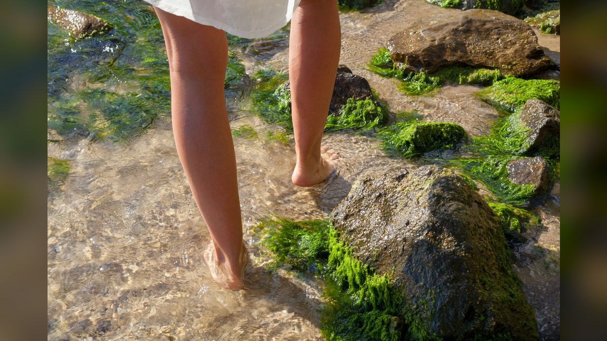 Top 10 Algae Scrubber Systems for Nutrient Control — figure 5