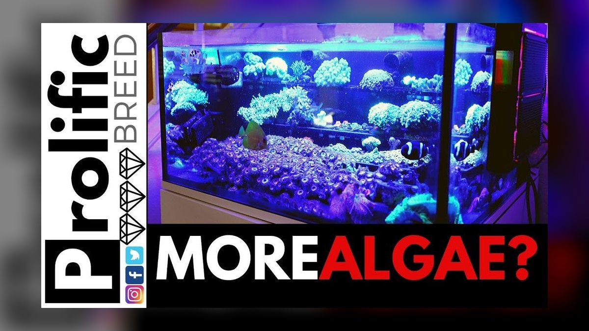 Top 10 Algae Scrubber Systems for Nutrient Control in 2027 — figure 8