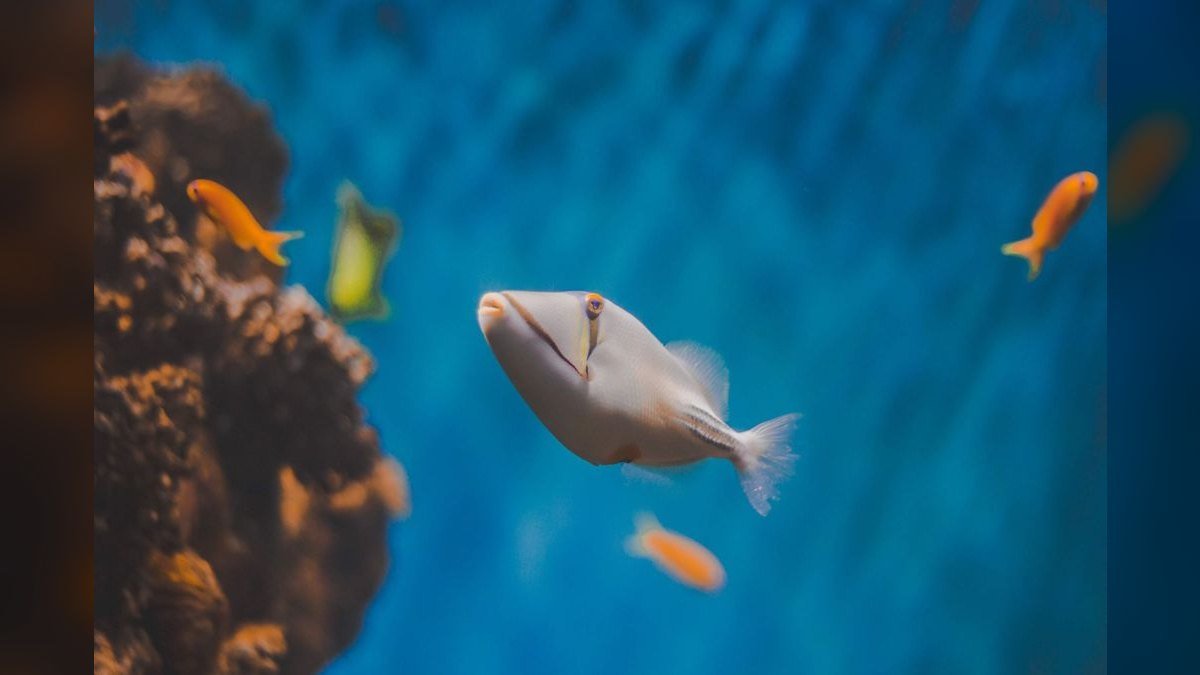 Top 10 DIY Aquarium Background Materials — figure 1