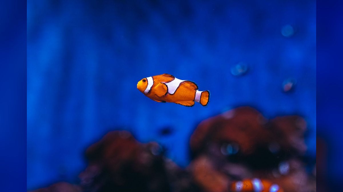 Top 10 DIY Aquarium Background Materials — figure 3