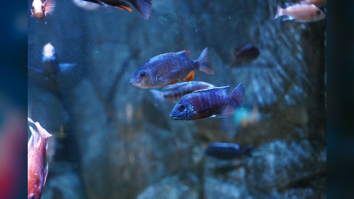 Top 10 DIY Aquarium Background Materials — figure 4