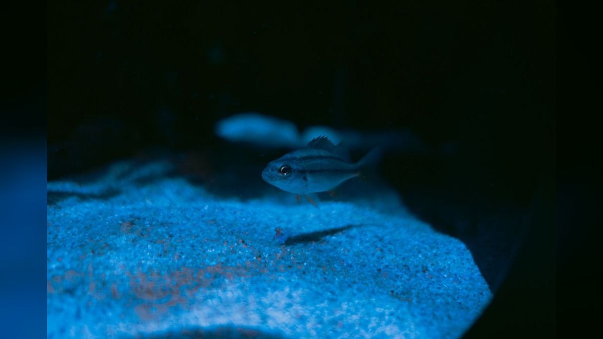 Top 10 DIY Aquarium Background Materials — figure 6