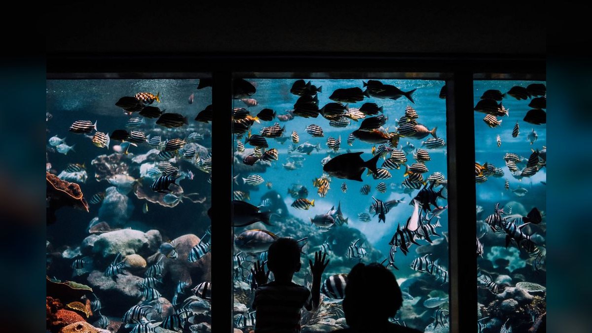 Top 10 Aquarium Sealants for DIY Repairs — figure 1