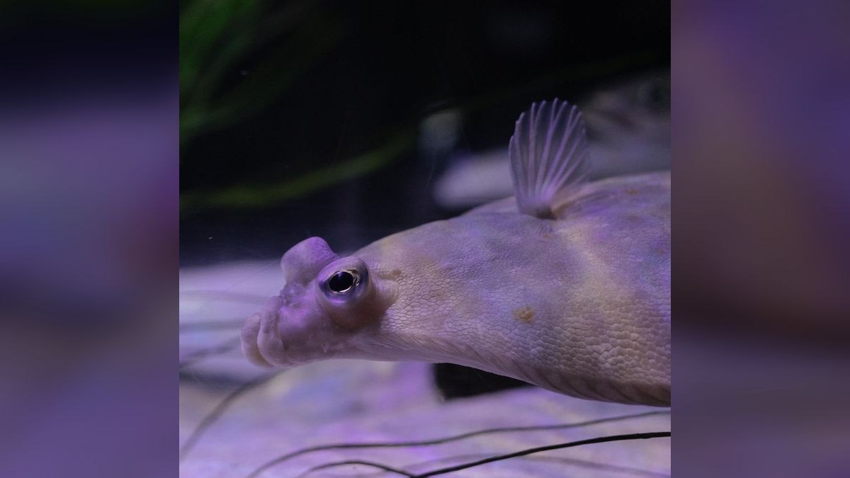Top 10 Aquarium Sealants for DIY Repairs — figure 2