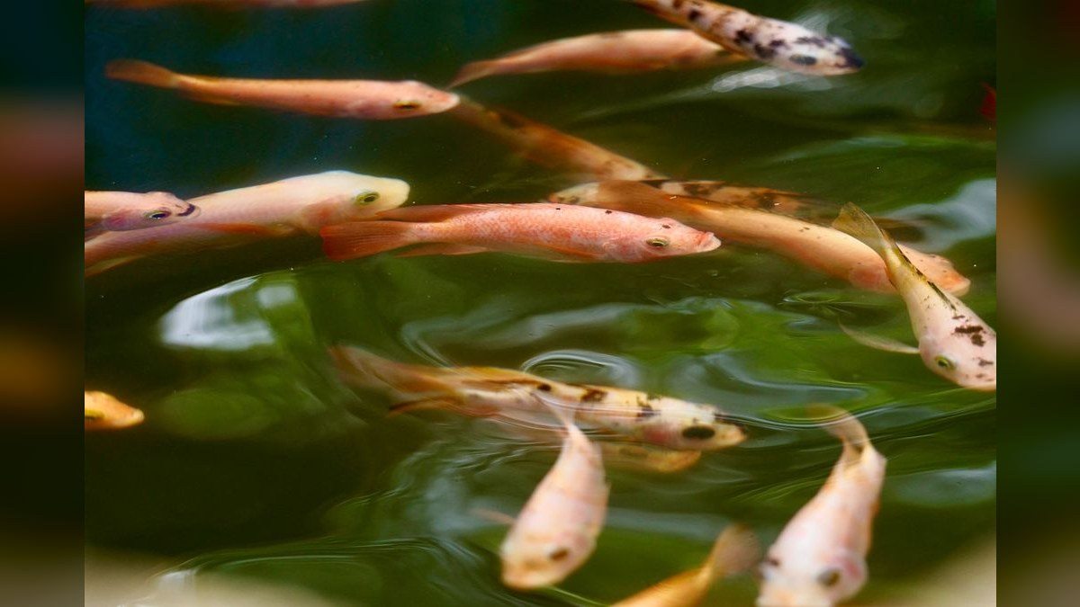 Top 10 Aquarium Heaters in 2027