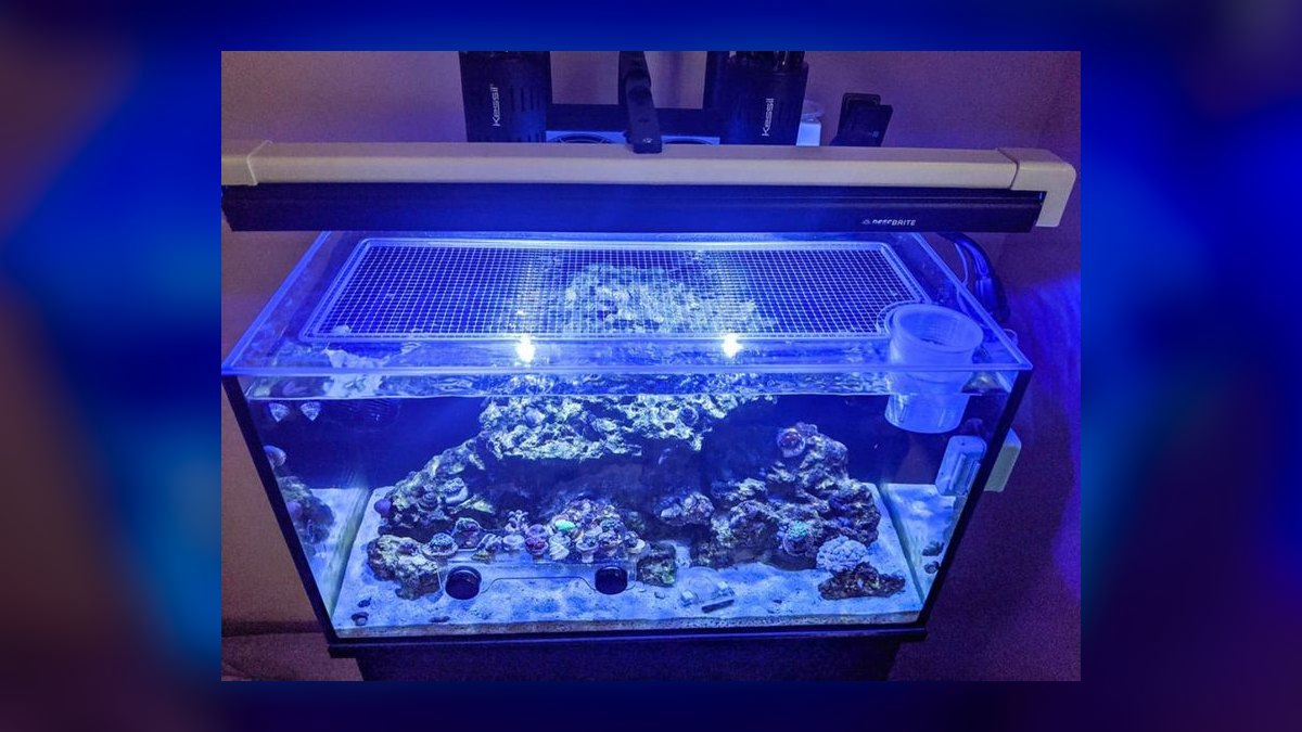 Top 10 Nano Reef Tanks in 2027 — figure 4