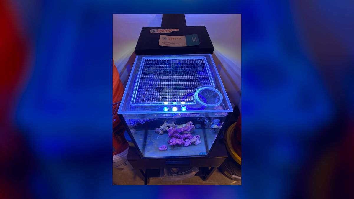 Top 10 Nano Reef Tanks in 2027 — figure 8