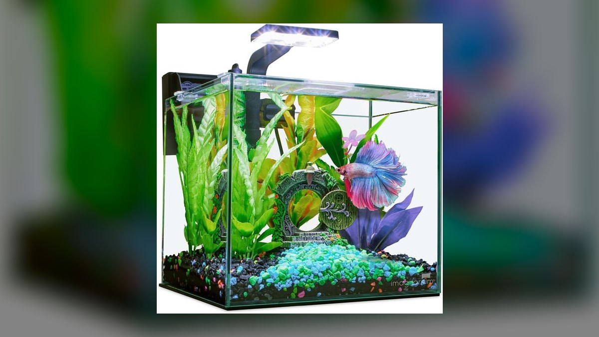 Top 10 Betta Fish Tank Setups in 2027 — figure 10