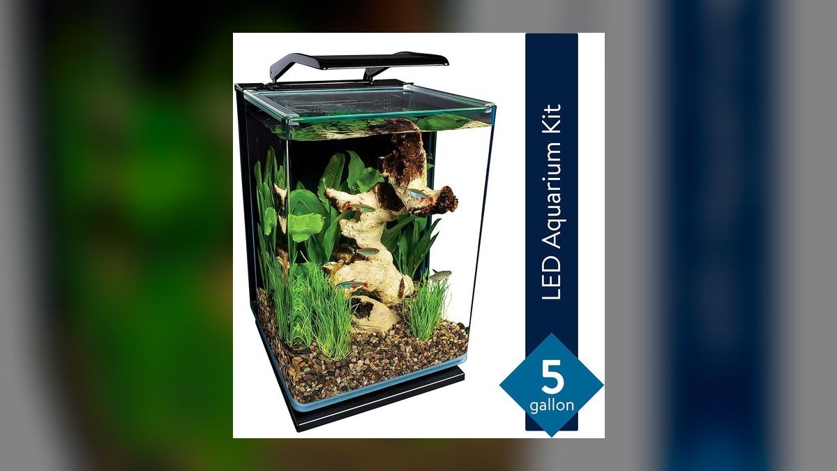 Top 10 Betta Fish Tank Setups in 2027 — figure 4