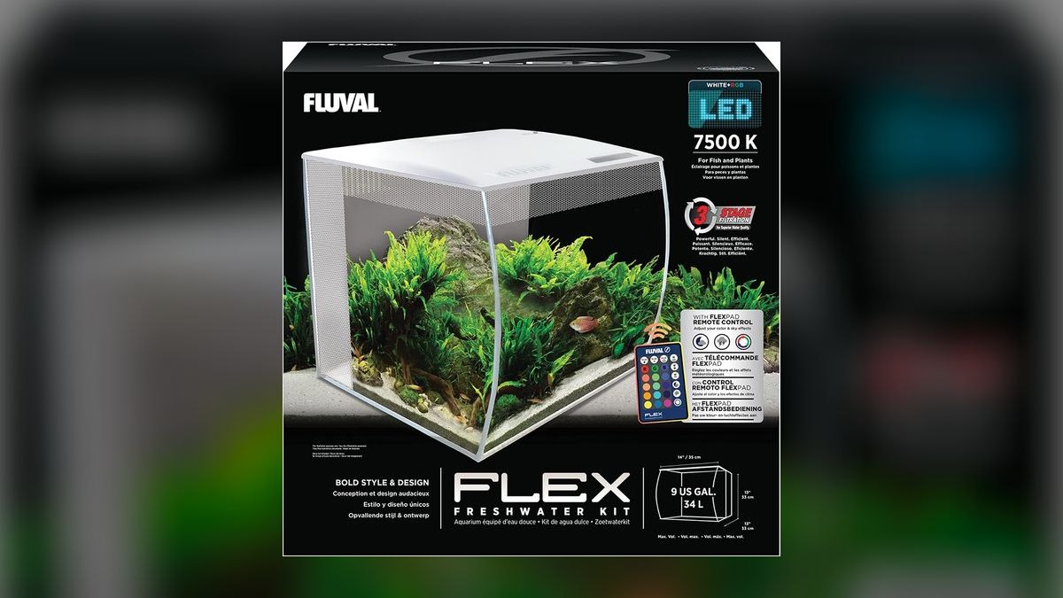 Top 10 Betta Fish Tank Setups in 2027