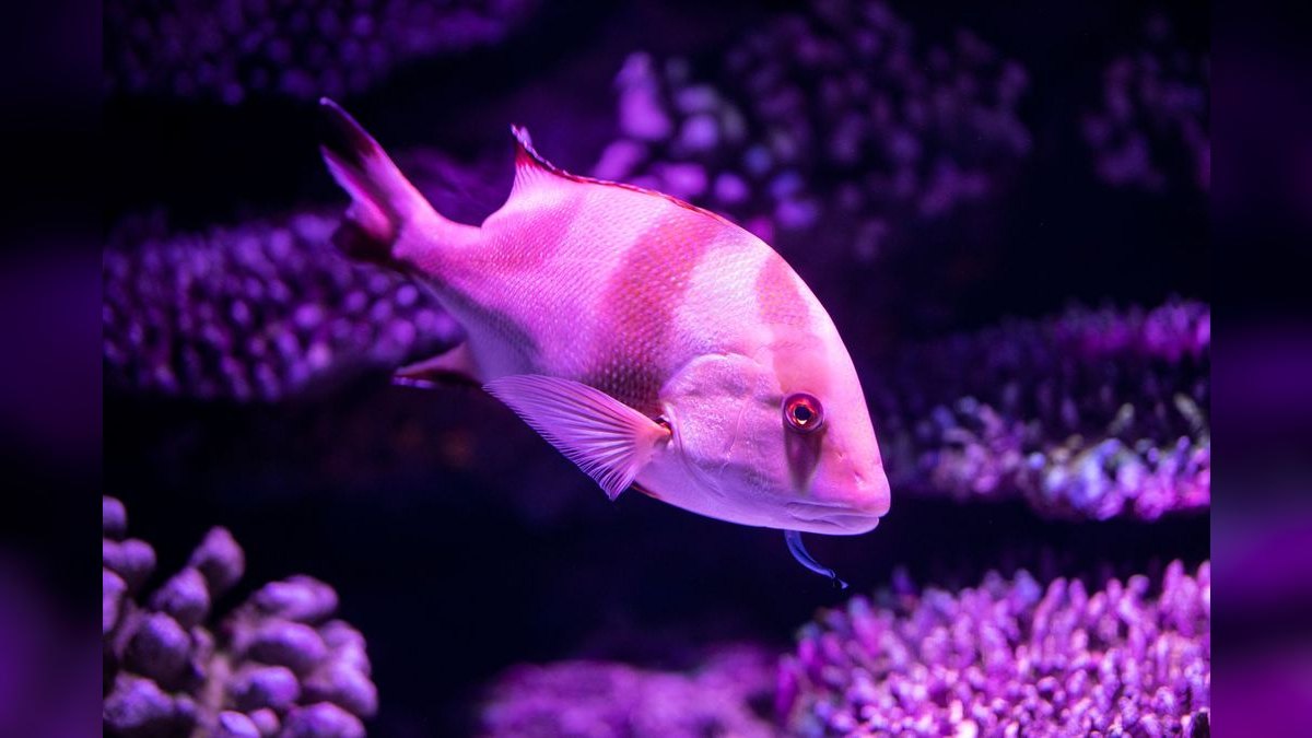 Top 10 Saltwater Aquarium Salt Mixes in 2027 — figure 1