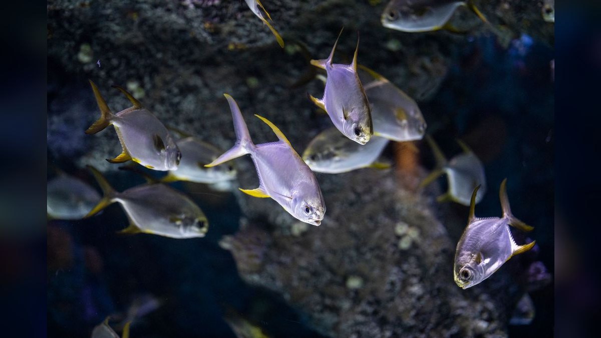 Top 10 Saltwater Aquarium Salt Mixes in 2027 — figure 2