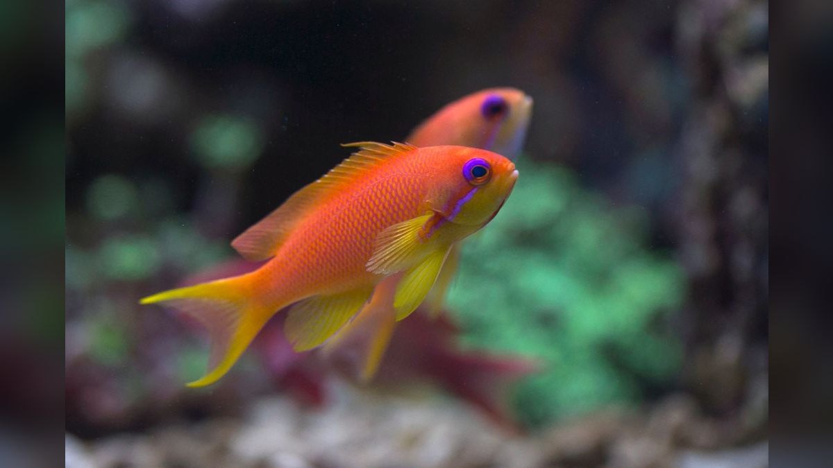 Top 10 Saltwater Aquarium Salt Mixes in 2027 — figure 3