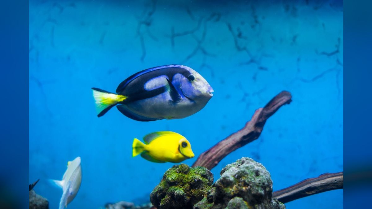 Top 10 Saltwater Aquarium Salt Mixes in 2027 — figure 5