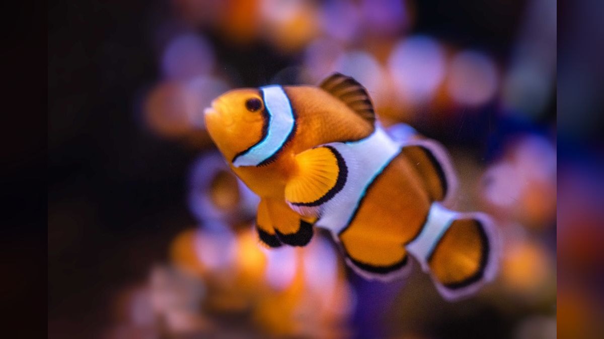 Top 10 Saltwater Aquarium Salt Mixes in 2027