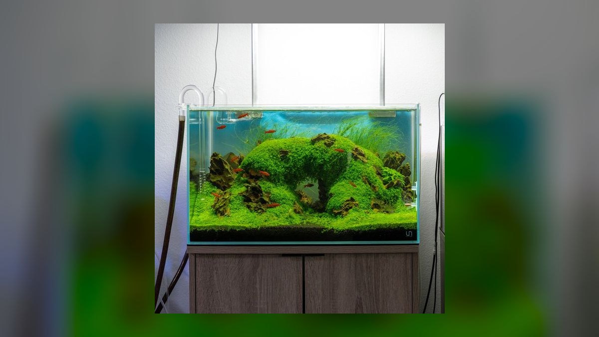 Top 10 Nano Aquarium Kits in 2027 — figure 5