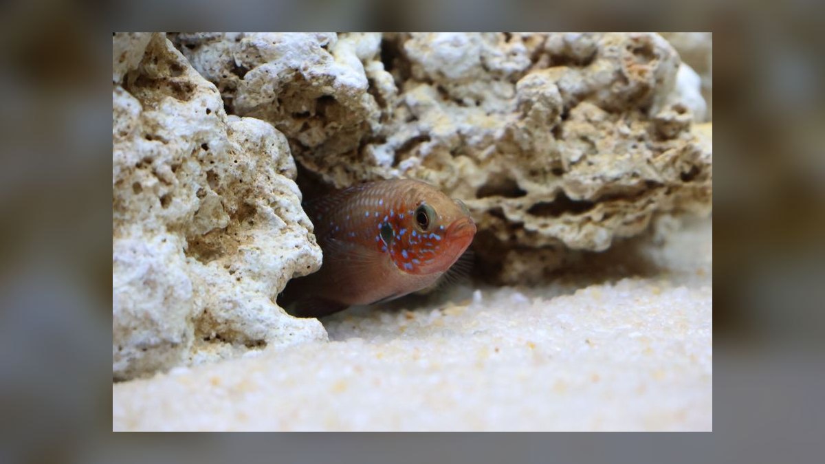 Top 10 Live Rock Options for Reef Tanks in 2027 — figure 3