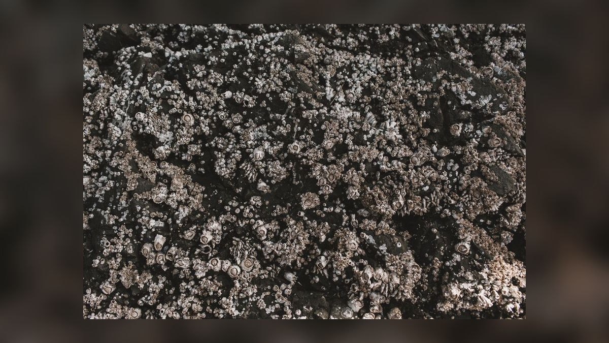 Top 10 Live Rock Options for Reef Tanks in 2027 — figure 6