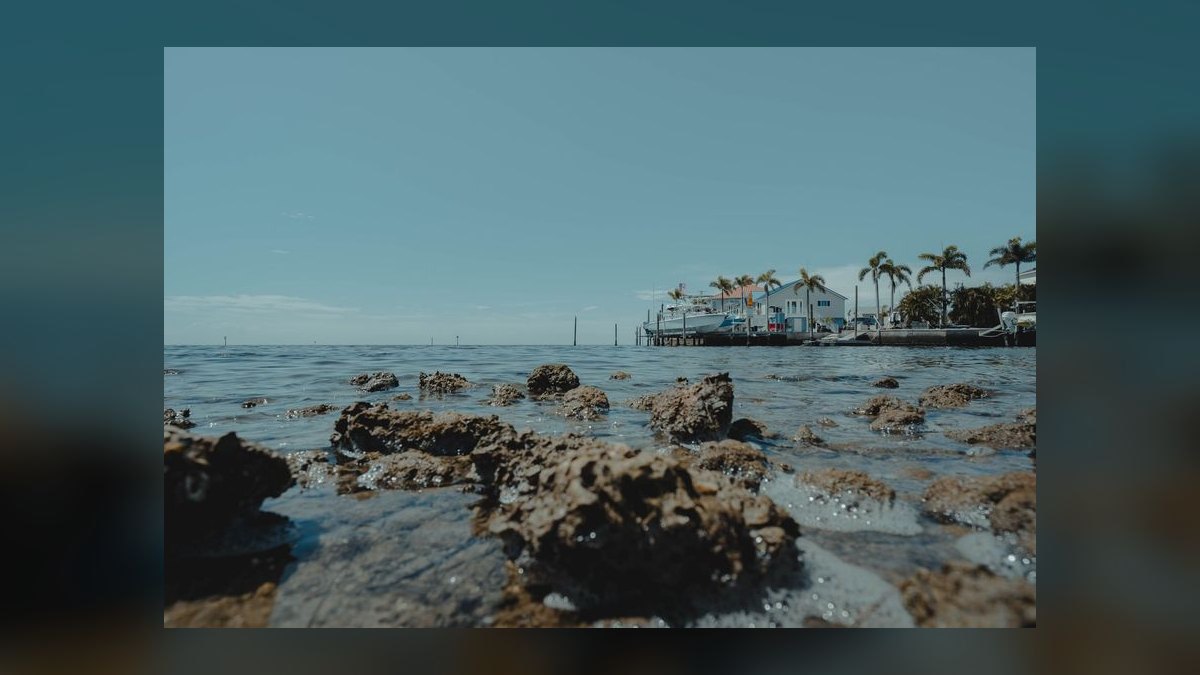 Top 10 Live Rock Options for Reef Tanks in 2027 — figure 7