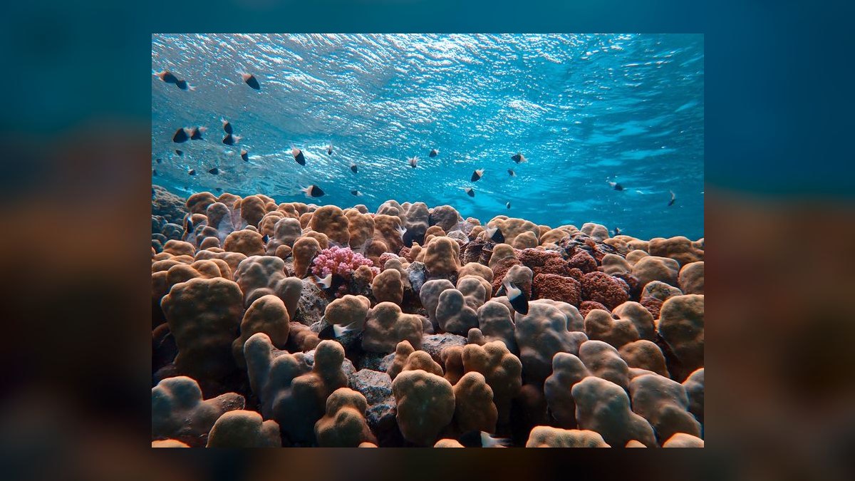 Top 10 Live Rock Options for Reef Tanks in 2027 — figure 9