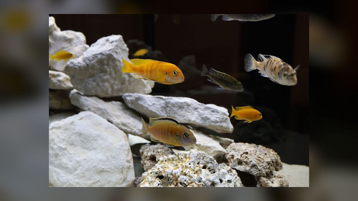 Top 10 Live Rock Options for Reef Tanks in 2027