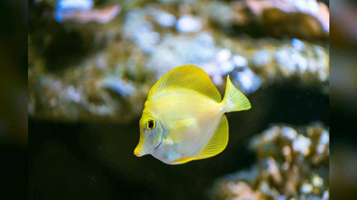 Top 10 Aquarium Algae Scrapers and Magnet Cleaners in 2027 — figure 1