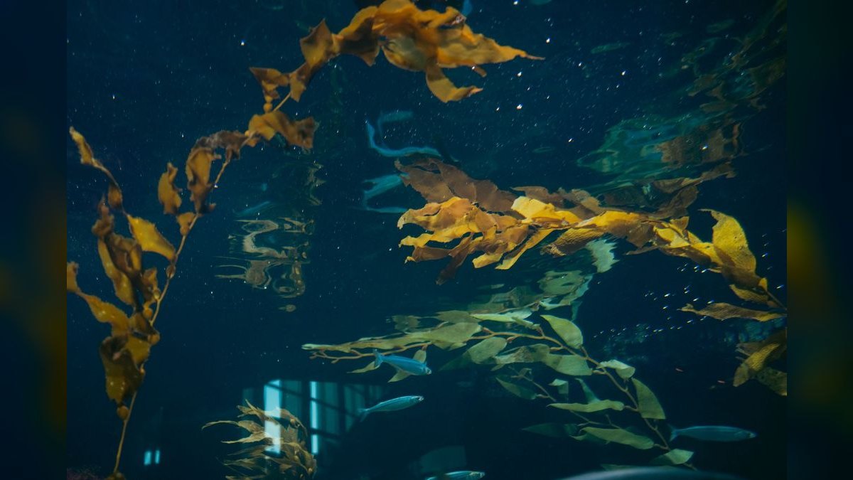 Top 10 Aquarium Algae Scrapers and Magnet Cleaners in 2027 — figure 3
