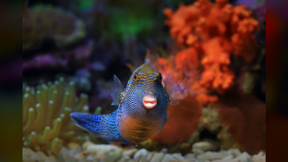 Top 10 Aquarium Algae Scrapers and Magnet Cleaners in 2027 — figure 4
