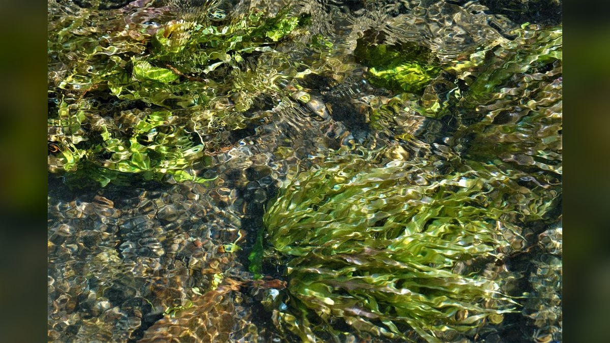 Top 10 Aquarium Algae Scrapers and Magnet Cleaners in 2027 — figure 5