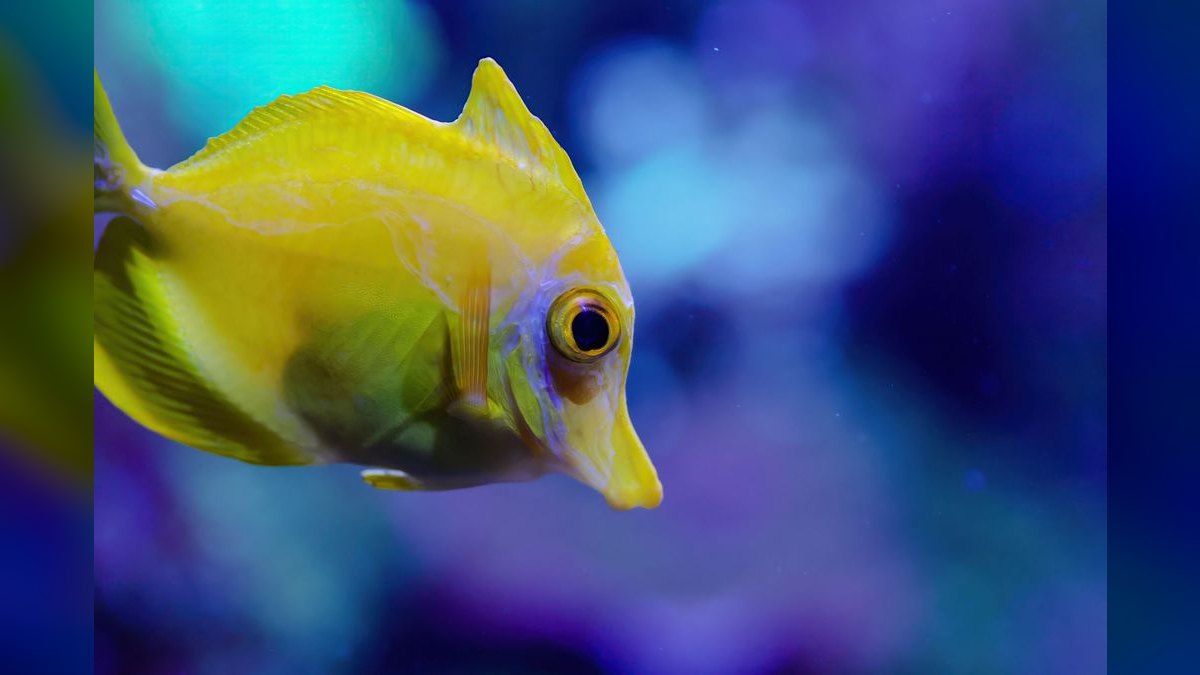 Top 10 Aquarium Algae Scrapers and Magnet Cleaners in 2027