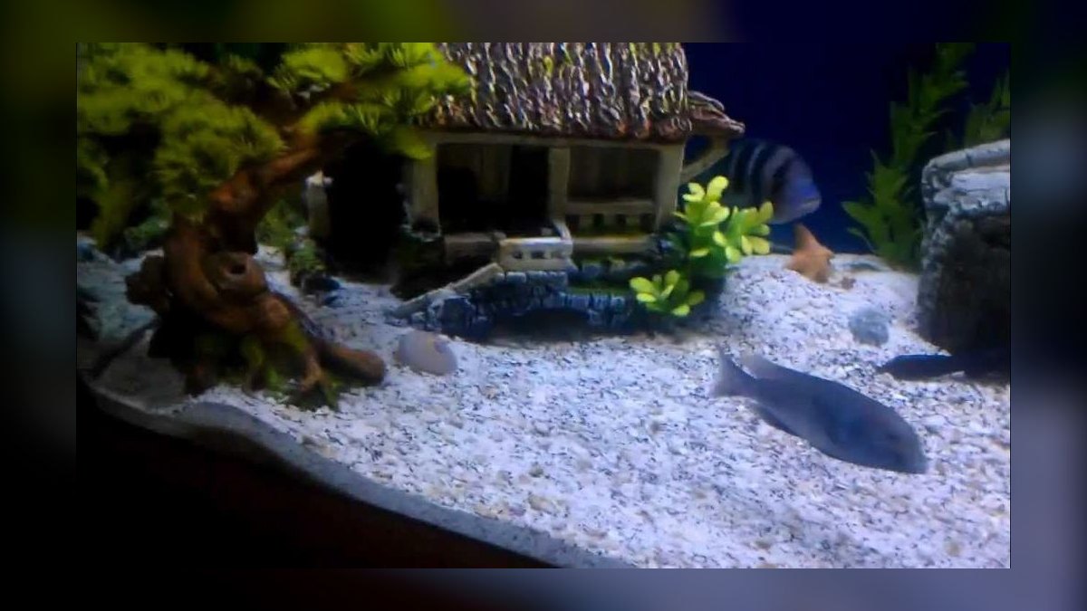 Top 10 African Cichlid Tank Setups in 2027 — figure 1