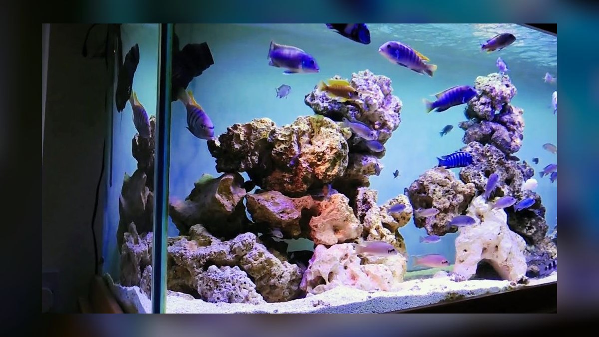 Top 10 African Cichlid Tank Setups in 2027 — figure 2