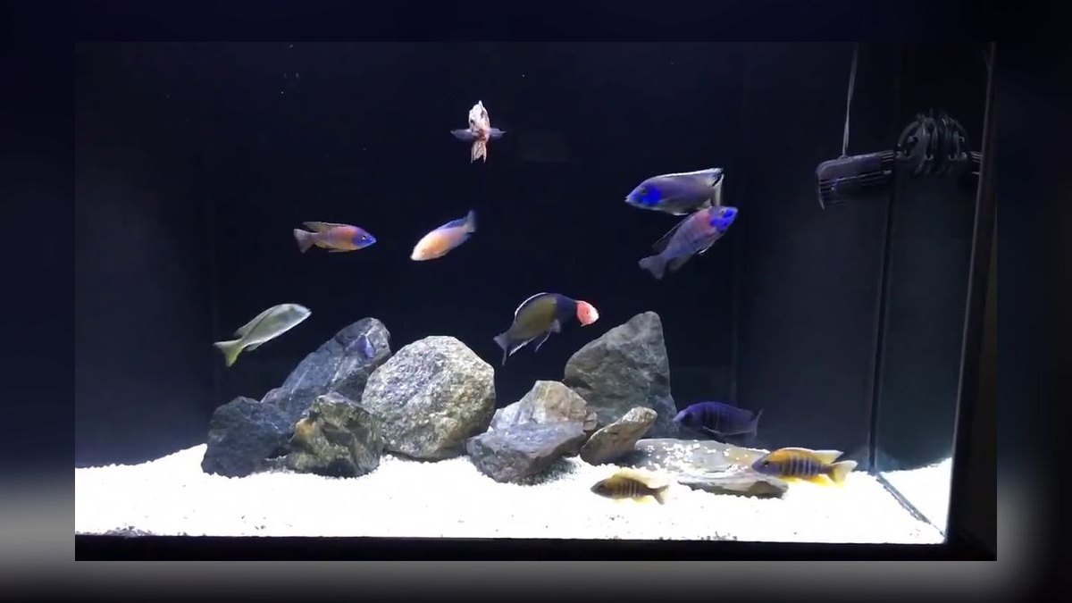Top 10 African Cichlid Tank Setups in 2027 — figure 3