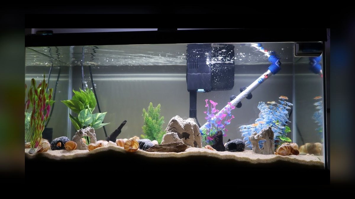 Top 10 African Cichlid Tank Setups in 2027 — figure 4