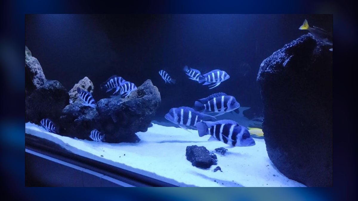 Top 10 African Cichlid Tank Setups in 2027 — figure 5