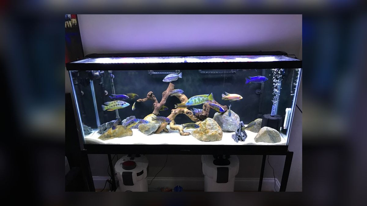 Top 10 African Cichlid Tank Setups in 2027 — figure 6