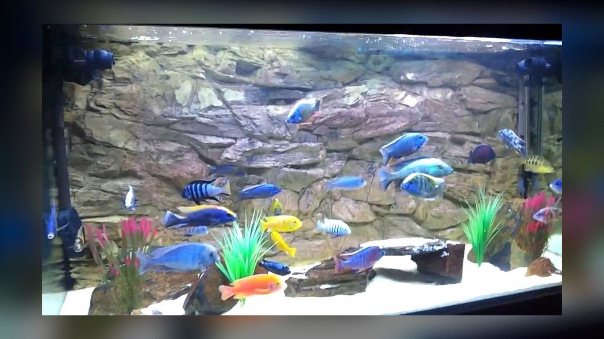 Top 10 African Cichlid Tank Setups in 2027 — figure 8