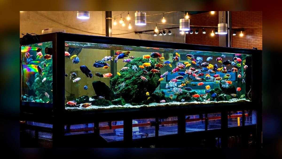 Top 10 African Cichlid Tank Setups in 2027 — figure 9