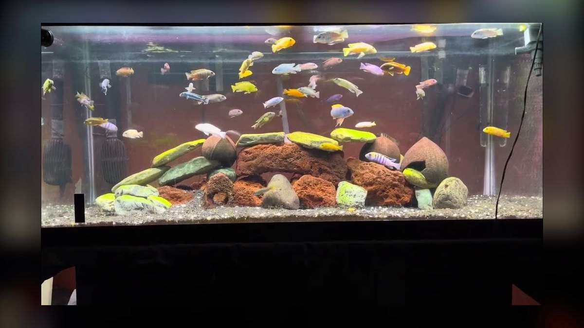 Top 10 African Cichlid Tank Setups in 2027