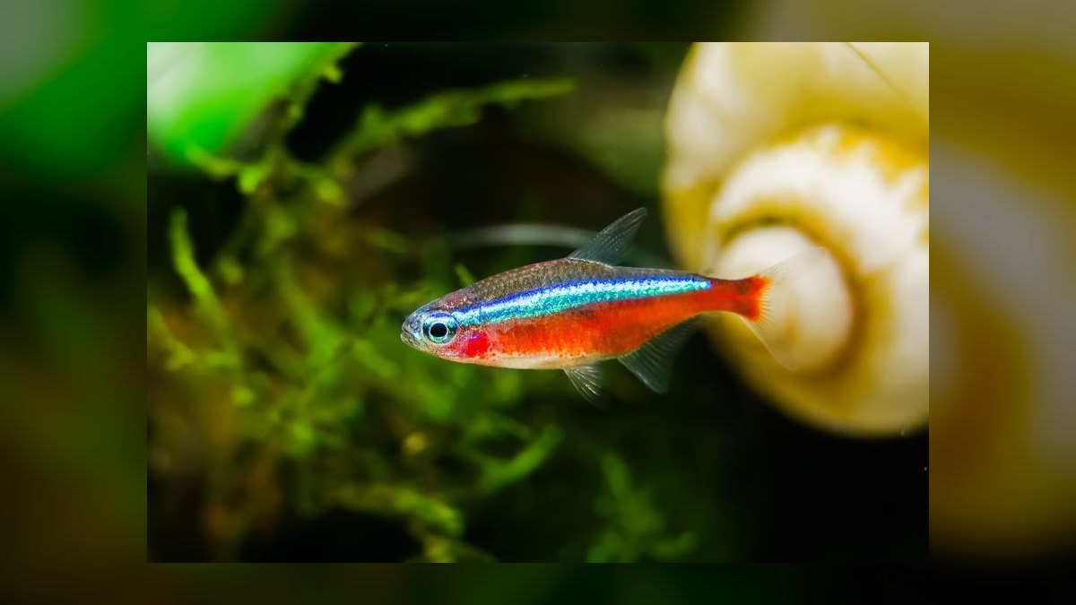 Top 10 Species of Community Tetras for Beginner Aquarists in 2027 — figure 1